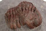 Red Morocops Trilobite - Hmar Laghdad, Morocco #329734-2